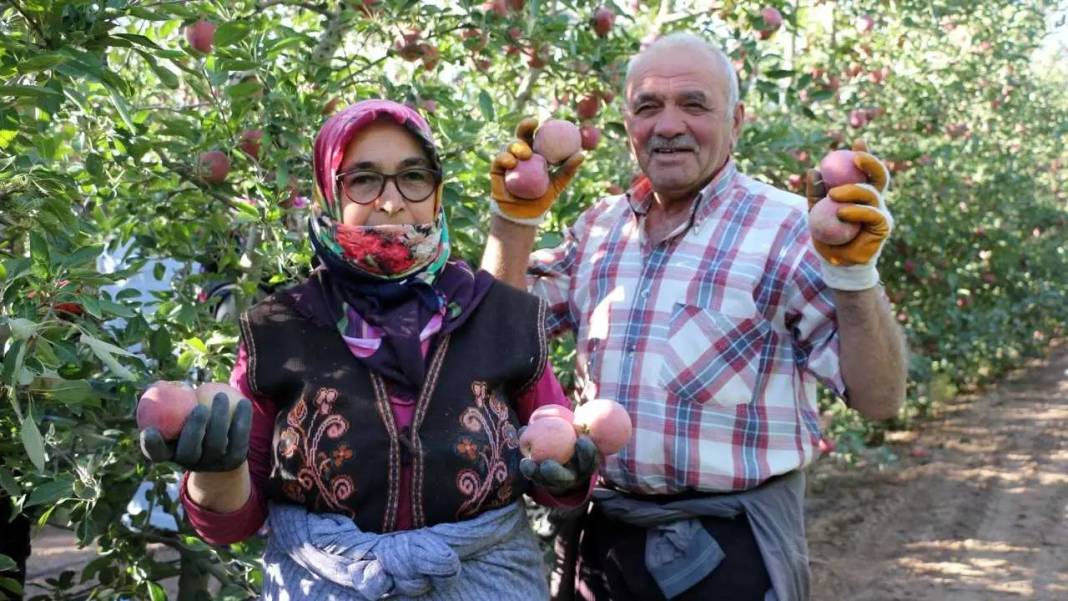 Isparta’da Don ve Kuraklık Gölgesinde Elma Hasadı! Rekoltede Ciddi Düşüş 3